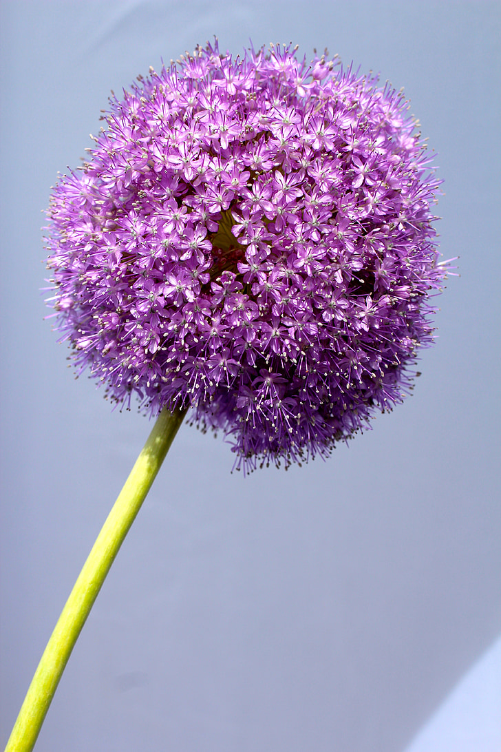 Allium, violetinė, kamuolys, gėlė, uždaryti, žiedų, žydėti