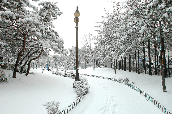 Hanam city, Hanam city hall, paysages d’hiver, neige, hiver, arbre, froid - température