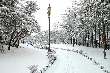 Hanam miasta, Hanam city hall, zimowe pejzaże, śnieg, zimowe, drzewo, zimno - temperatury