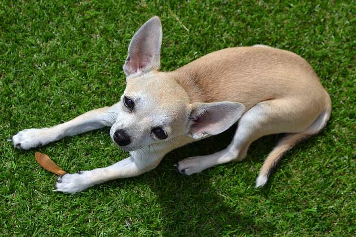 Chihuahua, câine, animale, animal de casă