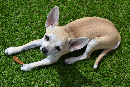 Chihuahua, pies, zwierząt, zwierzętom