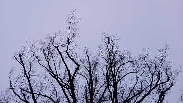 pohon, musim dingin, langit, cabang, siluet