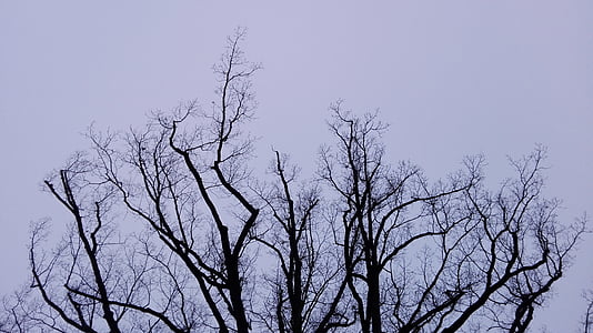 дърво, зимни, небе, клон, силует