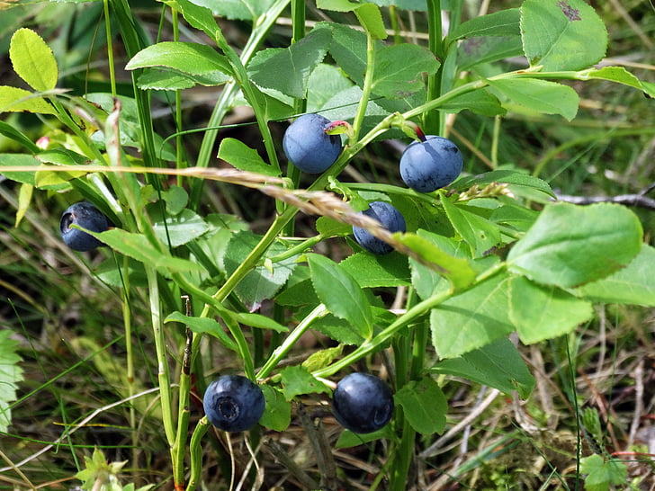 blåbær, sprigs, natur, Sverige