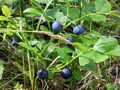 蓝莓, 枝, 自然, 瑞典