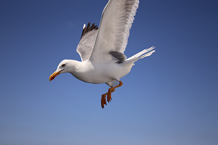 seagull, sky, blue, bird, ave, clouds, fly