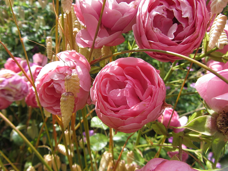 roosa, lill, rosebush