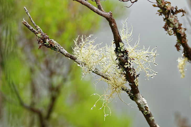 lichen, tree, drip, branch, nature, fouling, forest