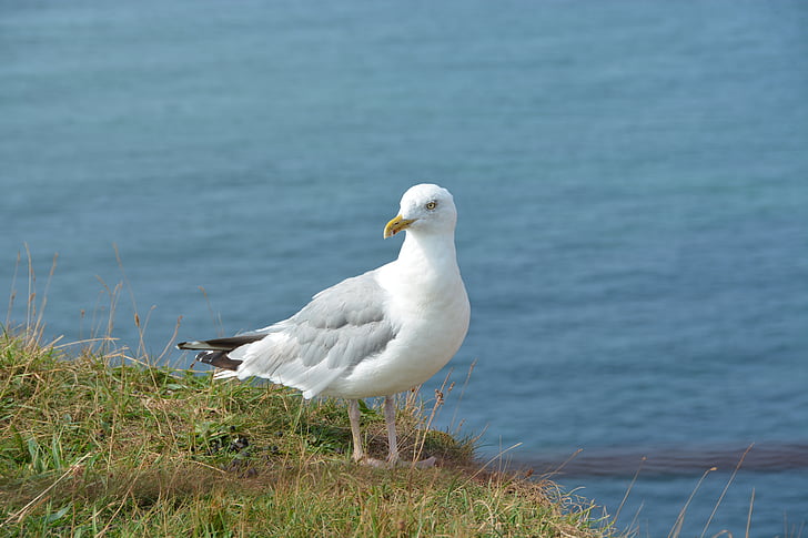 Helgoland, vacances, Mar del nord, pedres, Mar, Roca, ocell