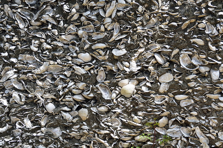 wall, background, backdrop, shells, historic, st augustine, florida