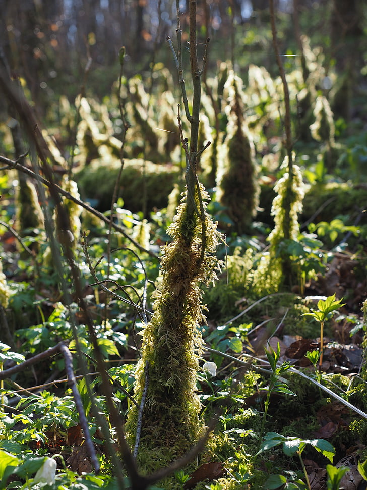 Moss, bemoost, tilbake lys, skogbunnen, Moss vekst, begroing, underskogen