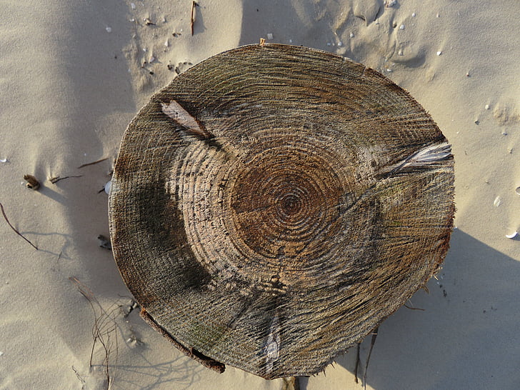 gada gredzeni, koks, smilts, cilts, struktūra, atcirta, vecums