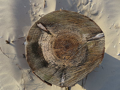 årlige ringe, træ, sand, stammen, struktur, sawed off, alder