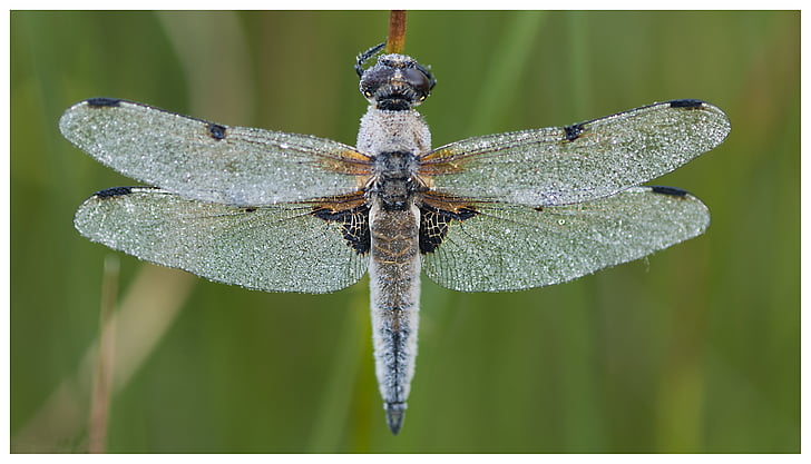 Dragonfly, torfbroek, Příroda