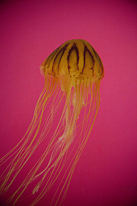 Medúza, akvárium, Já?, oceán, pod vodou, zvíře, Tropical