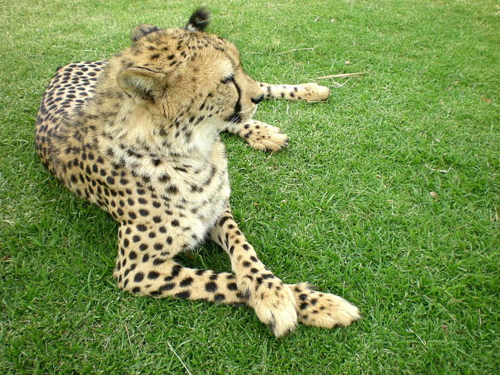 guepardo, Acinonyx jubatus, flora y fauna, mamíferos, africano, Safari, salvaje