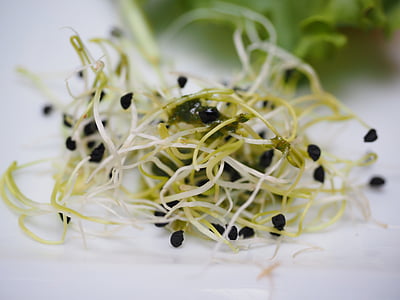 brotes de alfalfa, plantas de semillero, Ensalada de brotes, saludable, delicioso, gourmet, nutrición
