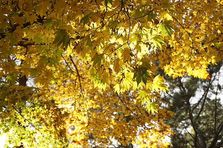 jeseni, lesa, Jesenski listi, listi, gozd, narave