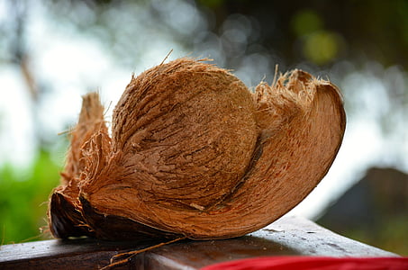 noix de coco, paradis, Thaïlande, nature