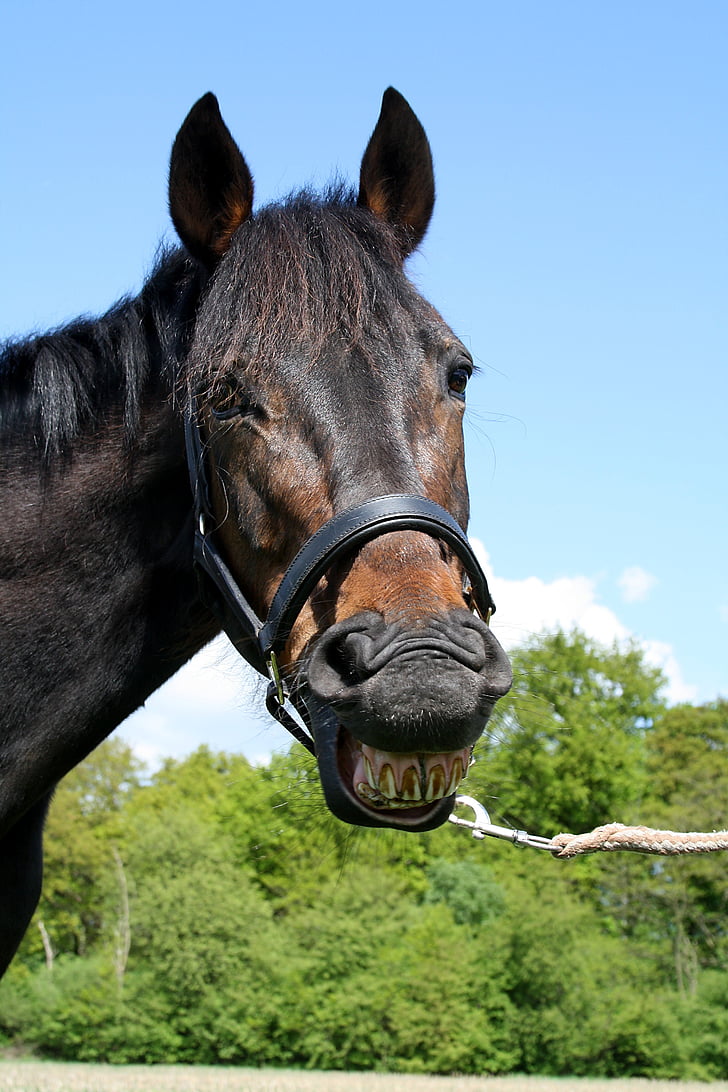 Koń, śmiejąc się, zwierząt, humorystyczny, wesoły, Spoko, zęby
