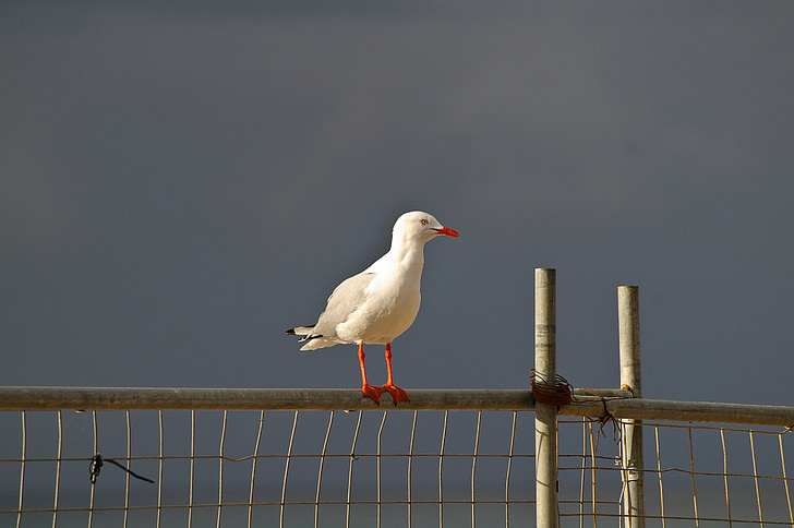 silver gull, seabird, perched, white, red feet, fence, sky