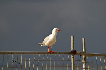 Goéland argenté, oiseaux de mer, perché, blanc, pieds rouges, clôture, Sky