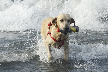 praia, cão, mar, animal de estimação, areia, animal, animais
