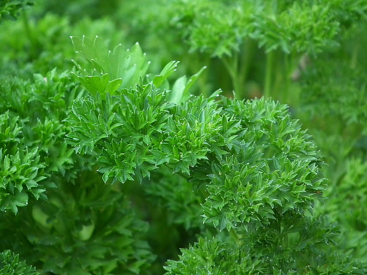 parsley, seasoning, salad, greens, food, green, leaves