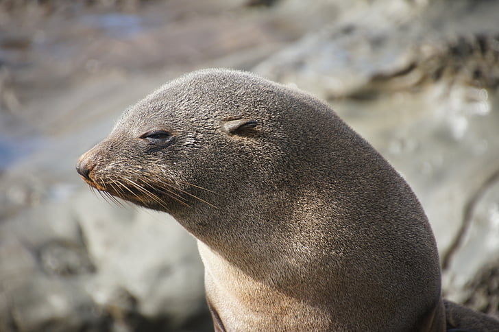 Seal, Robbe, Nya Zeeland, kusten, Marina livet