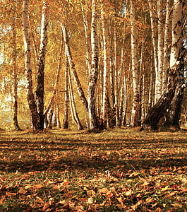 leaves, autumn, trees, forest, landscape, nature, fairy tale