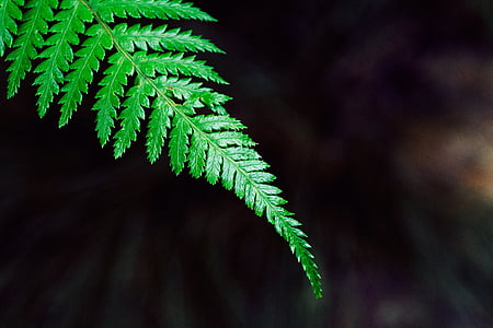tiltshift, closeup, photography, green, fern, plant, garden