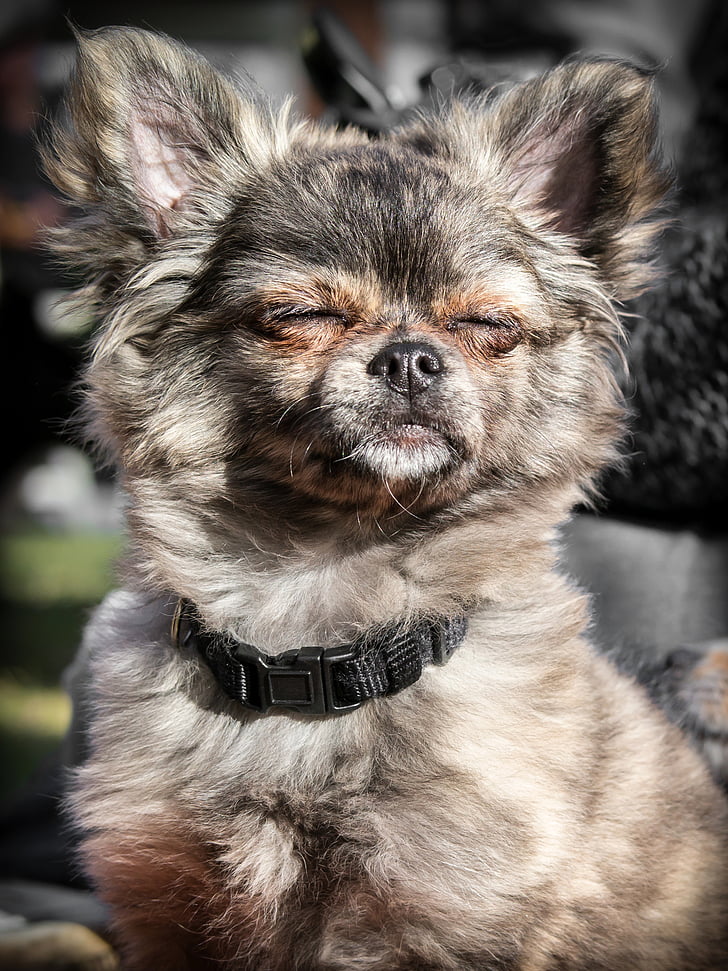 Chihuahua, cane, cucciolo, bambino, viso, sogni, prendere il sole