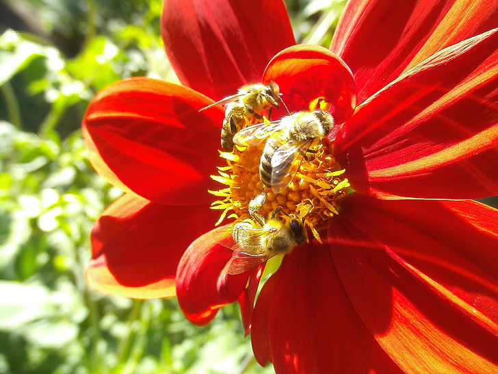 Honigbiene, Bestäuber, Insekt, Blume, Dahlie, Fehler, Bestäubung