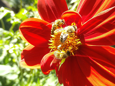abeja, polinizador, insectos, flor, Dahlia, error, polinización