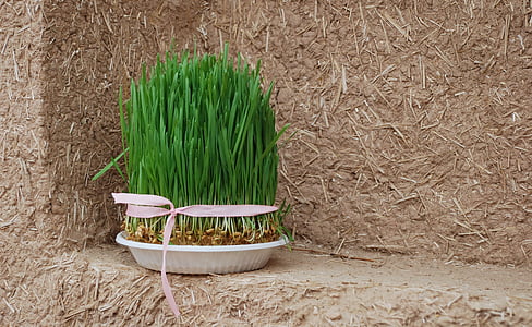 Grass, Norooz, Wand, Natur, Grün, Iran, natürliche