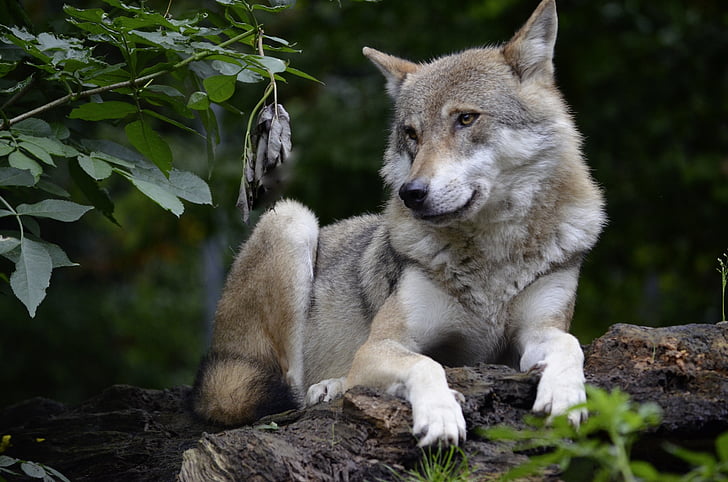 vilkas, isegrim, plėšrūnas, mėsėdžiams, pavojingas, miško, greitai