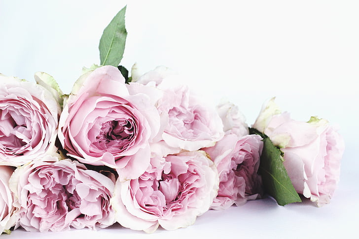 květ, Fotografie květin, růže, zahradní růže, růžová, růžové růže, David austin roses