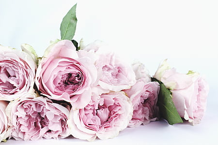 flower, flower photography, roses, garden roses, pink, pink roses, david austin roses
