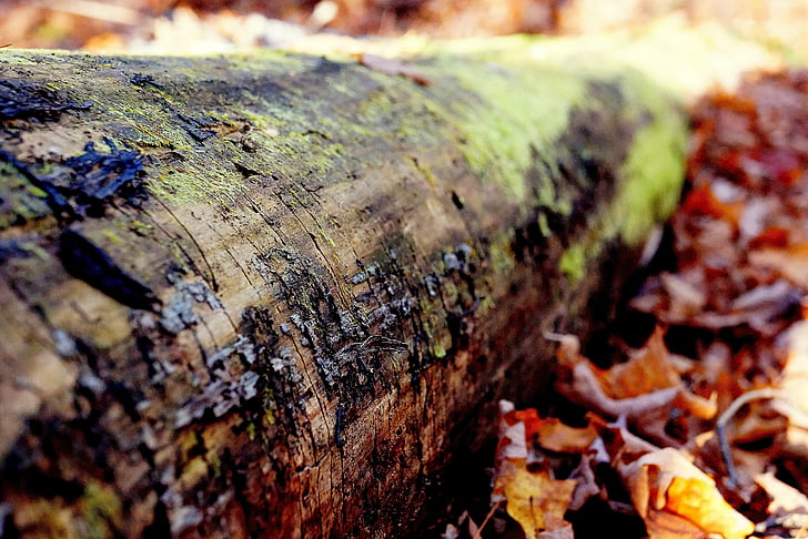 marrón, árbol, tronco, poco profundas, captura de, Fotografía, durante el día