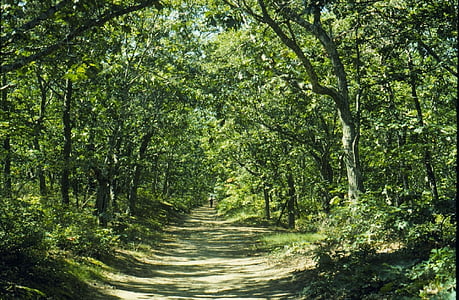 miško, kelias, Atlanto baltojo kedro pelkės takas, Cape cod nacionalinio pajūrio, Masačusetsas, Jungtinės Amerikos Valstijos, medžiai