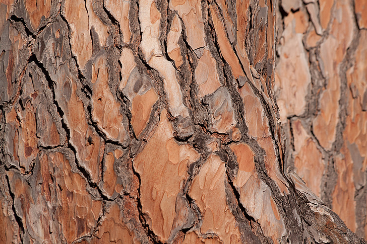 bark, tree, pine, tribe, fund, background, brown