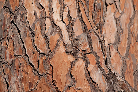 bark, træ, fyrretræ, stammen, Fonden, baggrund, brun