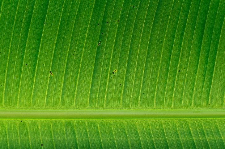 sluiten, foto, banaan, blad, groene kleur, achtergronden, natuur
