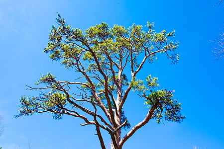 sky, pine, needles, tree, landscape, nature, from the bottom