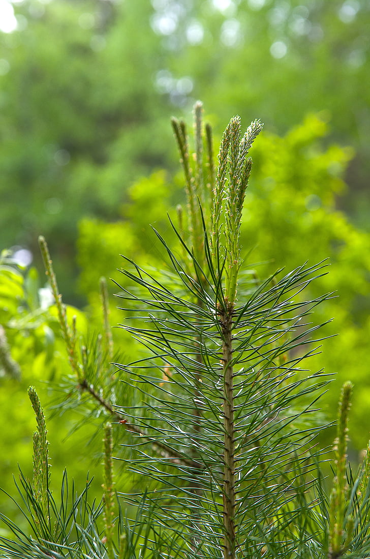 spring, pine, green, nature, tree, needles, outdoors