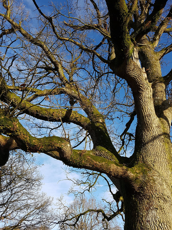 puu, Oak, talvi, kuori, sininen, taivas, oksat