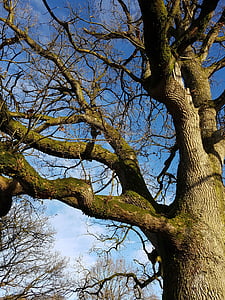wood, oak, winter, bark, blue, sky, branches