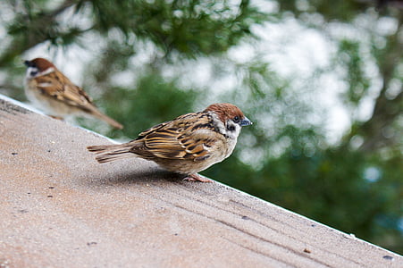 sparrow, bird, wildlife, nature, feather, wild, animal