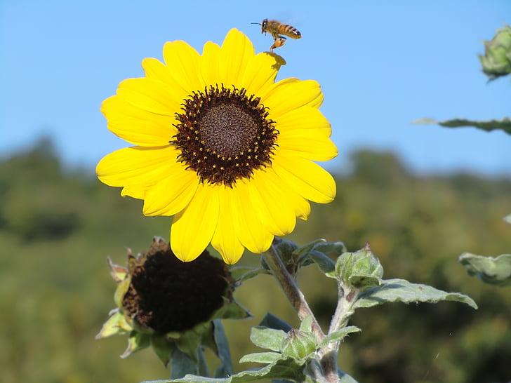 bunga matahari, langit biru, kuning, lebah madu, lebah, alam, musim panas
