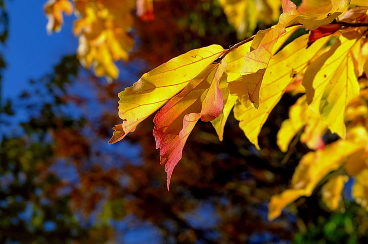 listi, rumena, rdeča, jeseni, narave